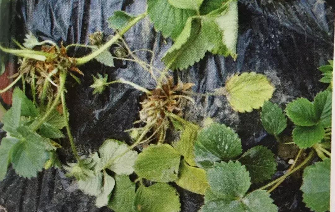 草莓土壤有水但是叶子枯怎么办,草莓叶子发黑发枯怎么回事