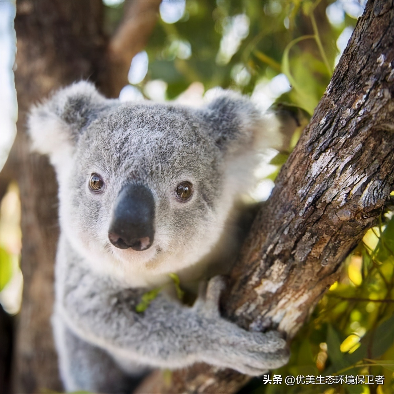 树袋熊的便便为什么是方形的,树袋熊有趣的知识