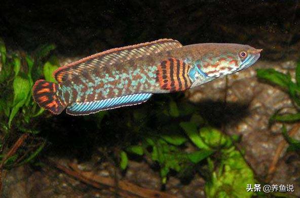 颜值超高超级好养的观赏鱼,既小又好养寿命又长的观赏鱼
