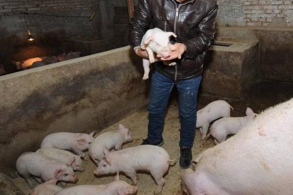 猪场催肥最好的方法,育肥猪催肥秘方