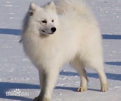 不掉毛无体味性格温顺的小型犬,宠物狗大全表