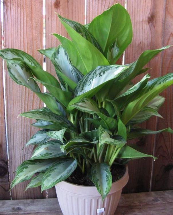 绿植盆栽室内绿萝吊兰,绿萝花卉盆栽除甲醛