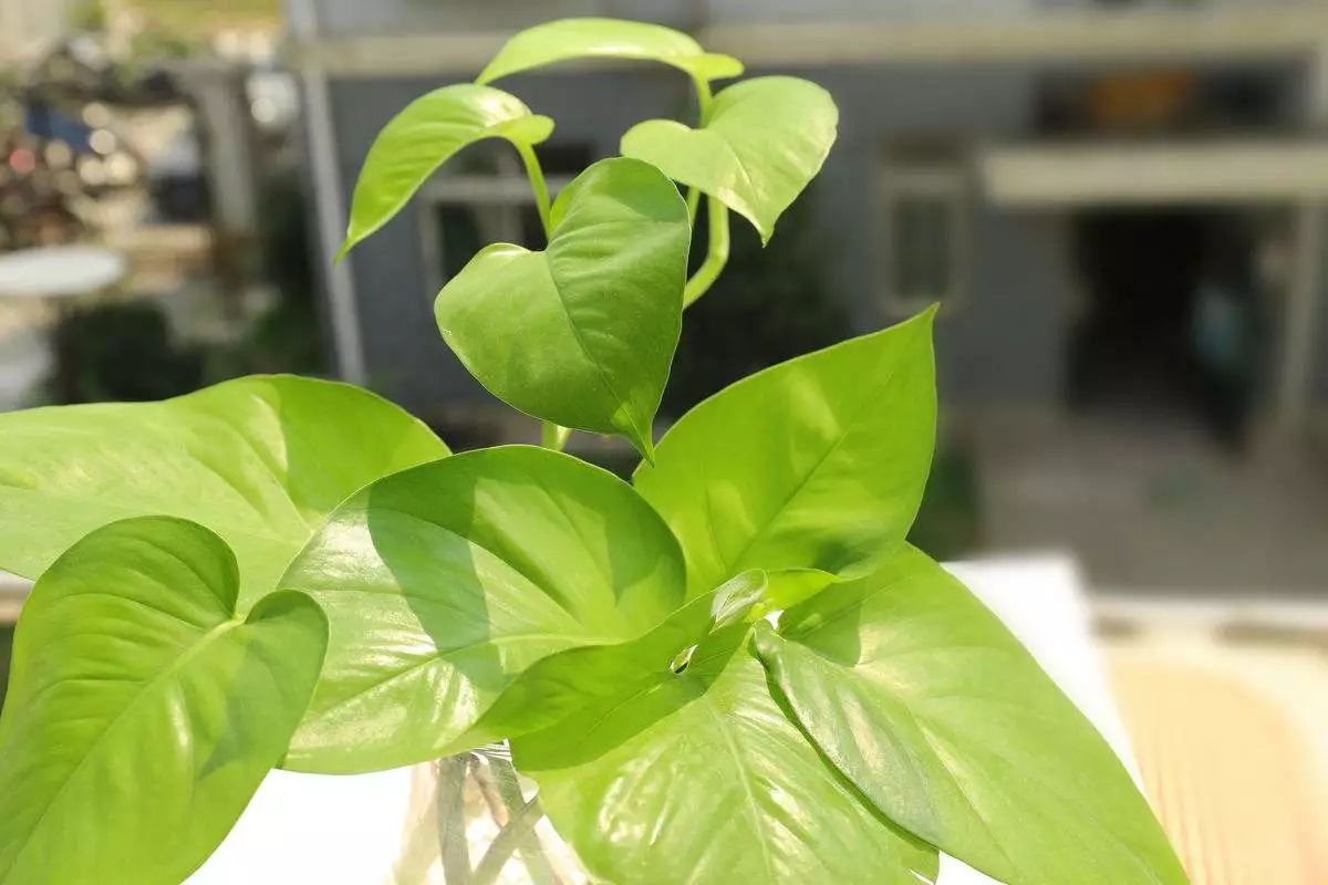 绿萝叶子发黄有斑点怎么养护,绿萝为什么叶子发黄应该怎样管理