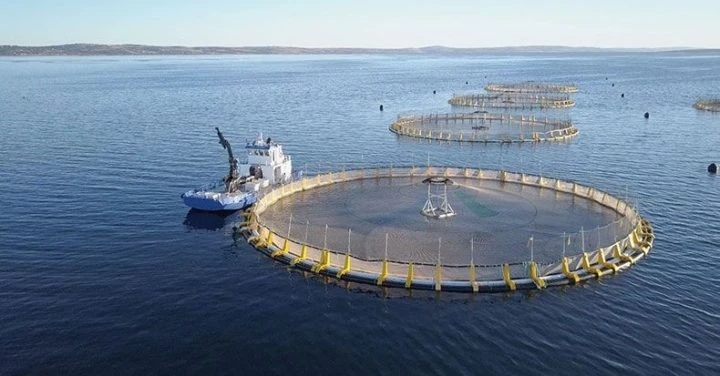 日本挪威新西兰澳大利亚,挪威向中国出口水产品