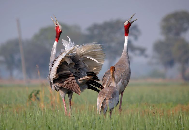 广东常见鸟类图谱图文,广东常见鸟类图谱