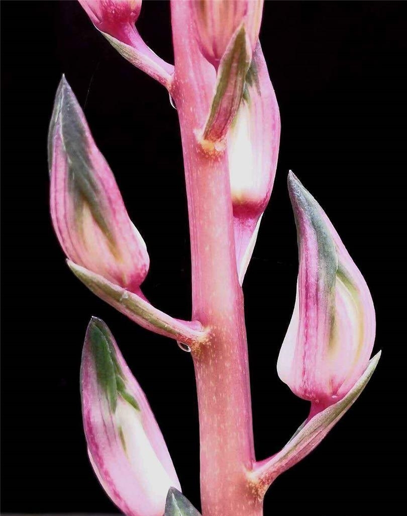 价值七位数一苗的蕙兰传世精品，*博兰**会上惊艳无比