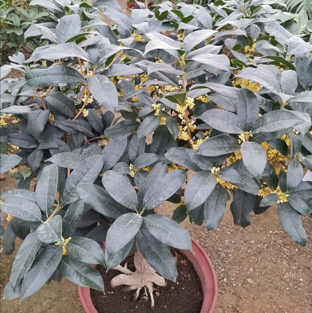 养桂花为什么不能用营养土,养桂花散射光照可以吗