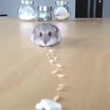 仓鼠为什么把食物都塞到嘴里面去,仓鼠为什么要往嘴巴里塞食物呢