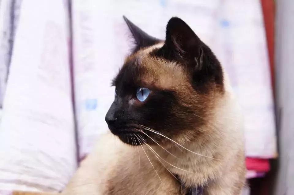 福懋动物诊所打疫苗,福懋宠物疫苗