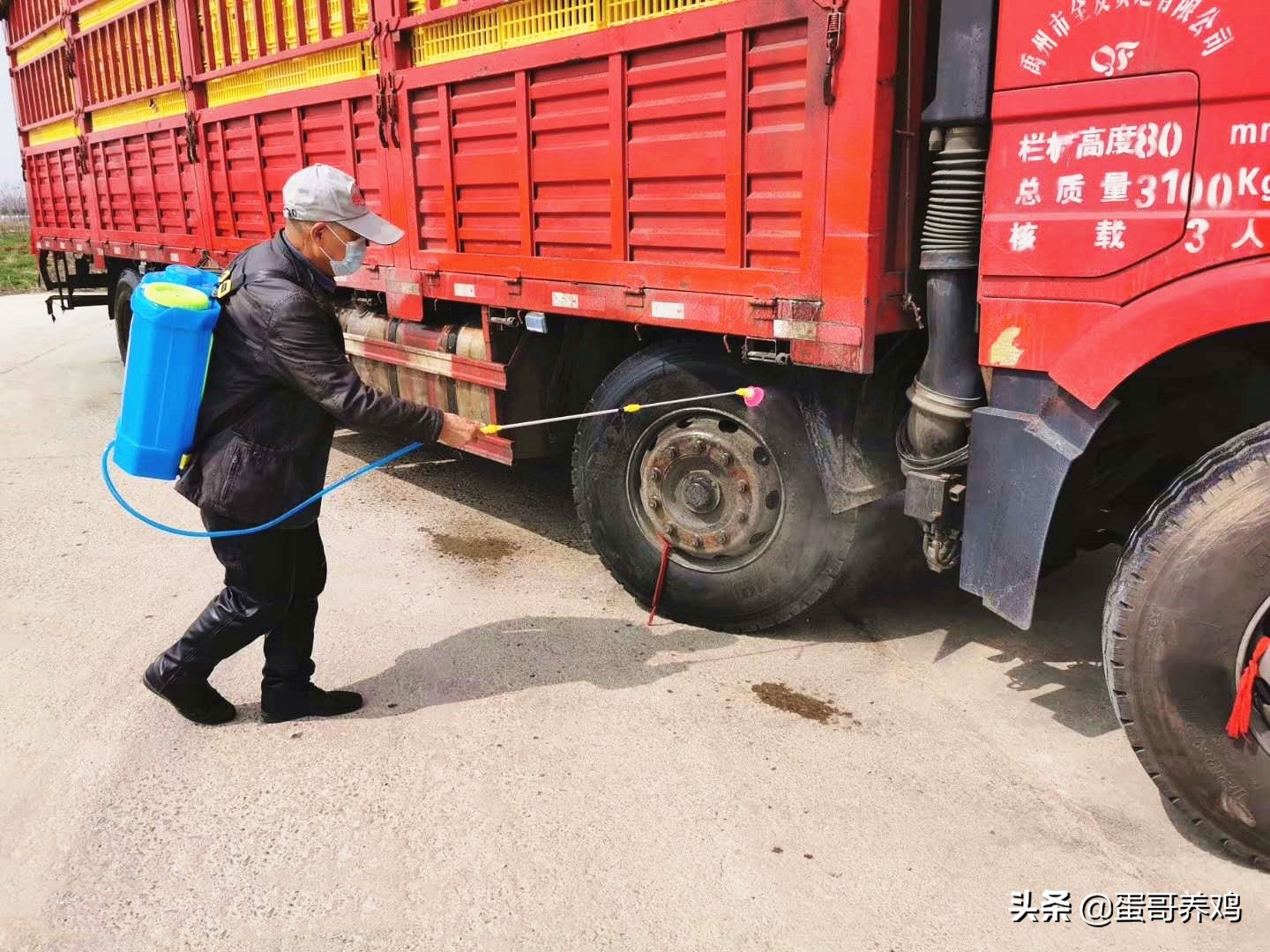 养鸡杀菌消毒,养鸡消毒很讲究这些你注意到了吗