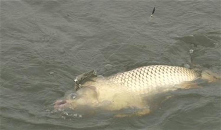 黑坑钓鲤鲫用什么饵比较合适,春季黑坑钓鲤用什么添加剂