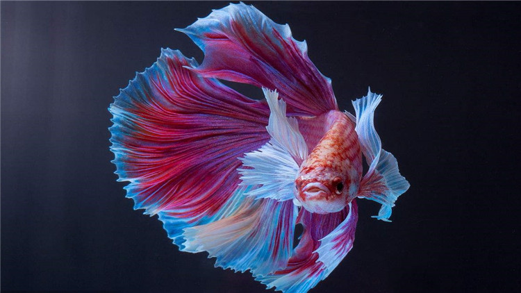 斗鱼生病要怎么治疗尾巴缺损,斗鱼越养越没活力了