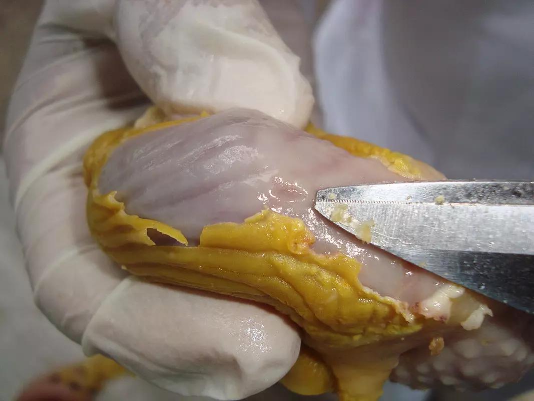 鸡得了腺胃炎怎么治疗,鸡腺肌胃炎发生原因及防治措施