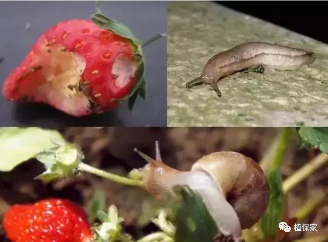 南京地区草莓病虫害防治的现状,温室草莓病虫害种类及防治措施