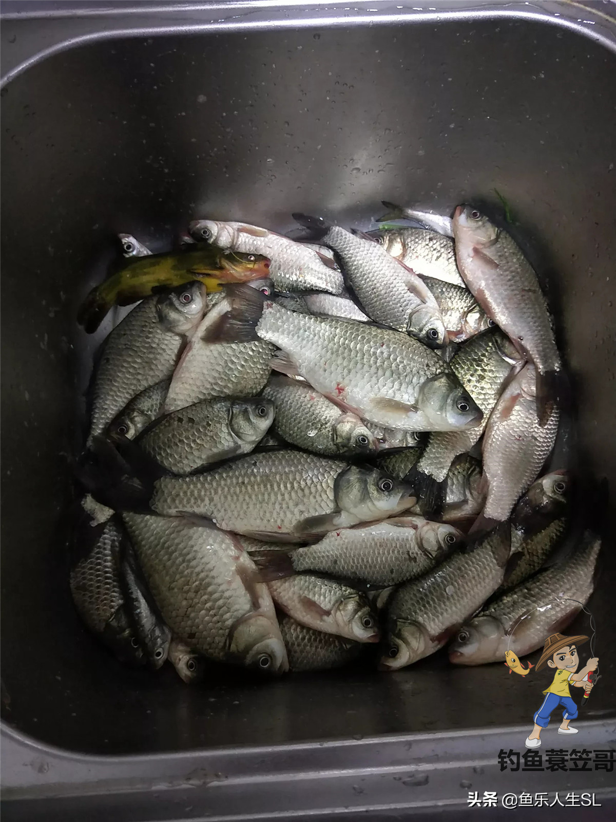 老坛玉米怎么挂钩容易中鱼,玉米钓鱼什么挂法最实用