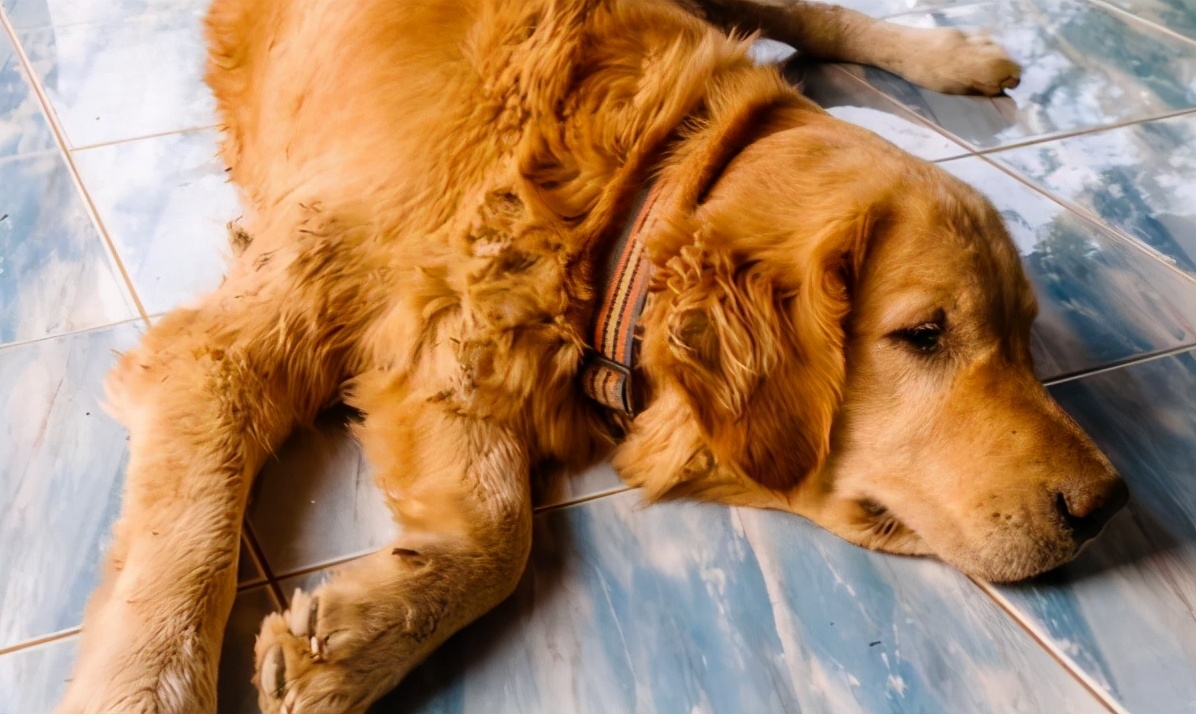 金毛犬幼犬拉稀有血,金毛犬拉稀是什么原因造成的
