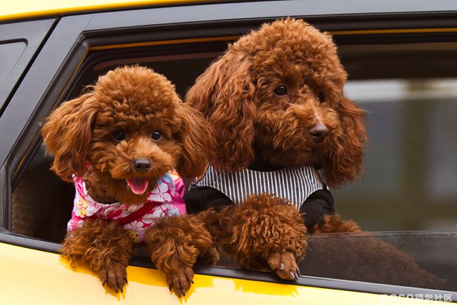 贵宾犬牙齿掉完还可以活多久,贵宾犬八岁开始掉牙正常吗