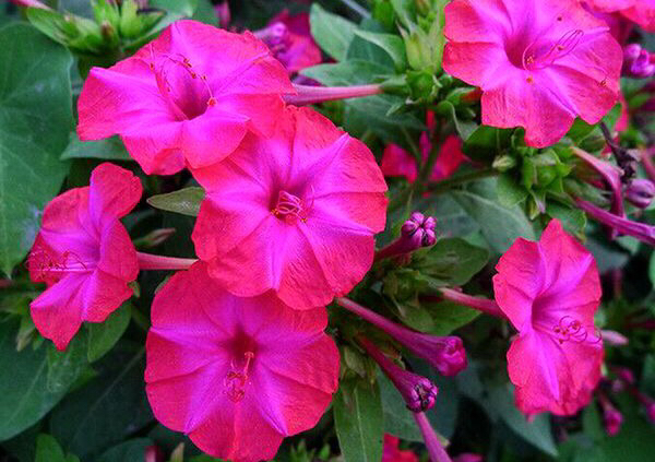 哪种花的种子最好养,什么花种子好养又长得快