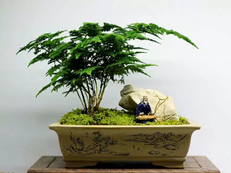 花突然蔫了？你家装修污染可能出问题了！