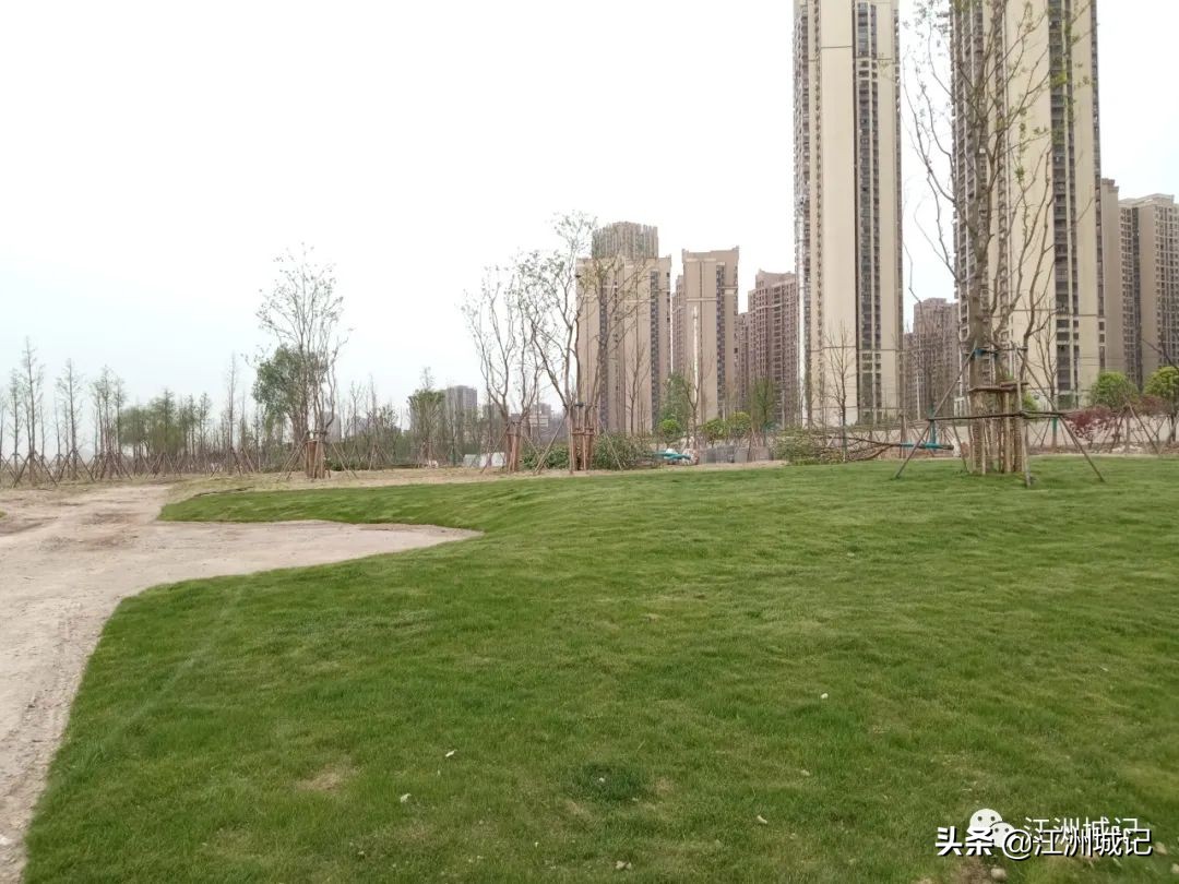 芳草萋萋汉水边,杨泗港大桥江滩公园网红打卡地