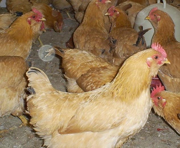农村养鸡技术与方法详细讲解,养鸡怎么养降低成本的技巧