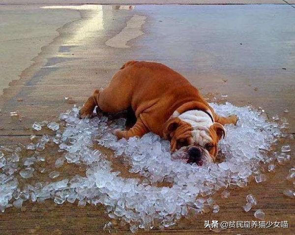 金毛狗狗中暑症状和解救方法,狗狗如何防止猫咪中暑