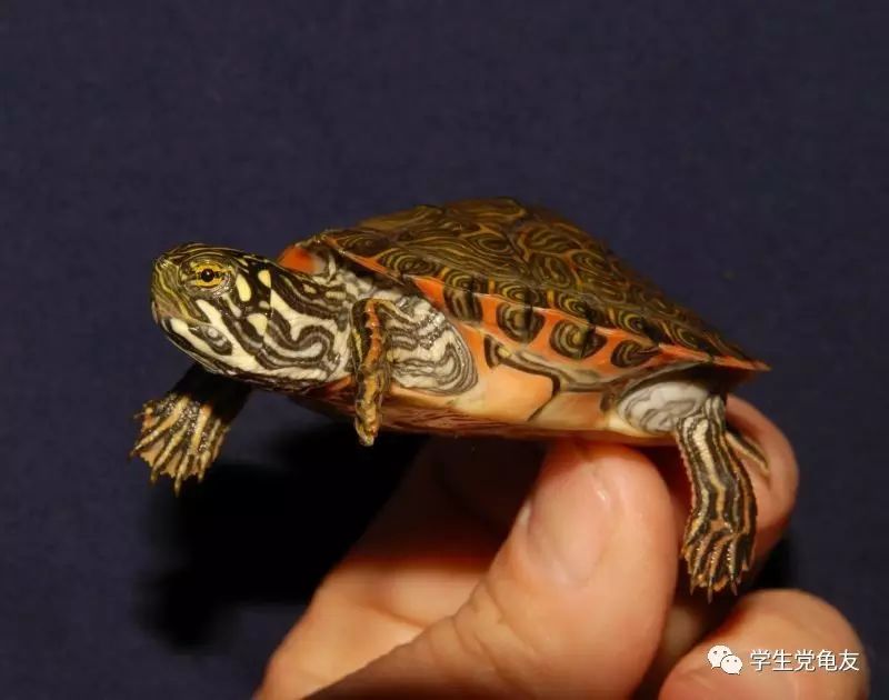 真假李逵——我们买到的“大河甜甜圈”是何许龟也?