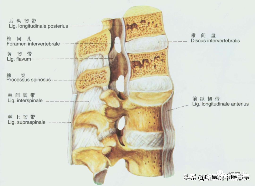 脊柱韧带的走行与位置,脊柱相关病九大诊治区图