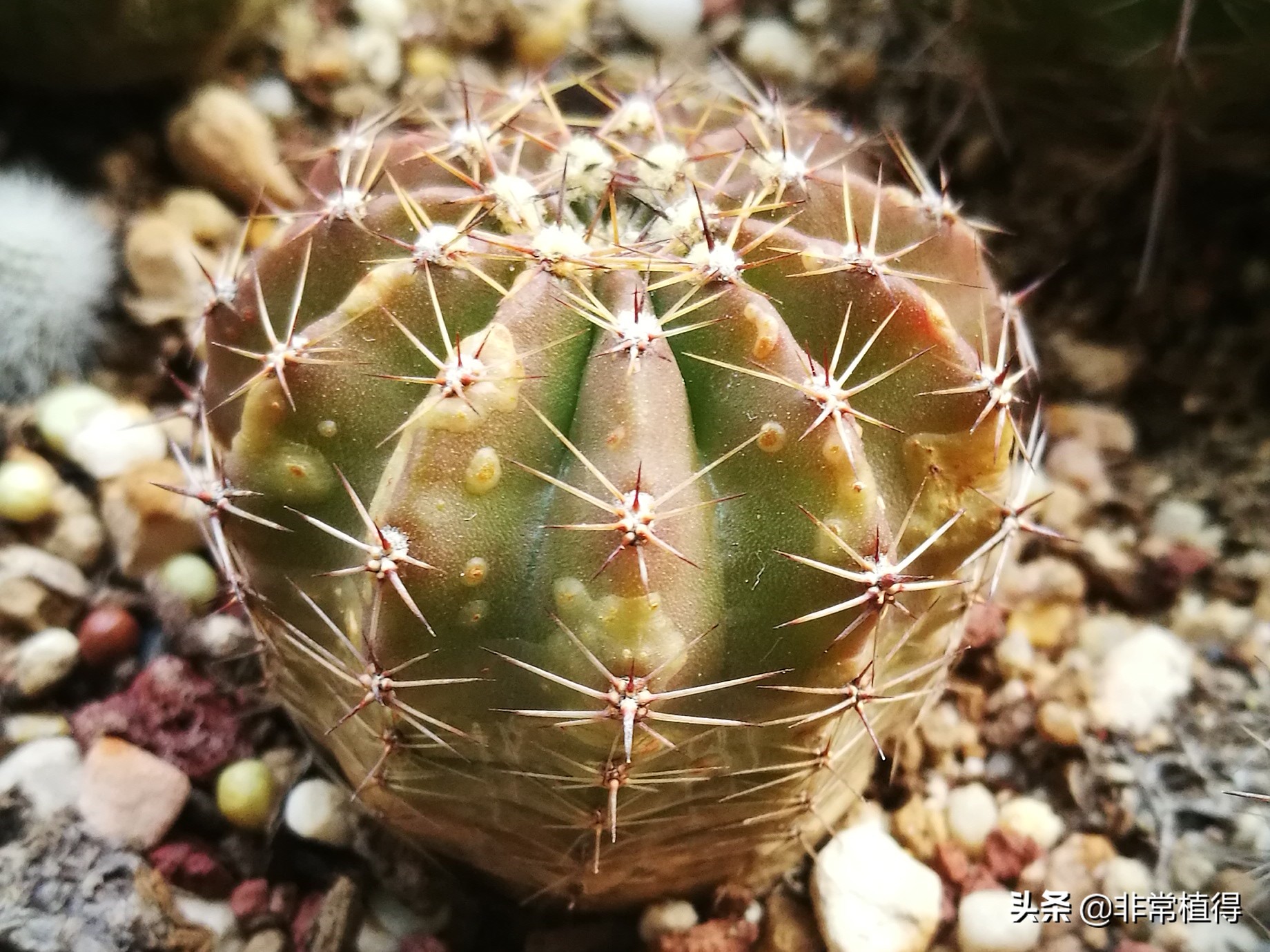 仙人球锈病用什么杀菌剂,仙人球铁锈病是什么病