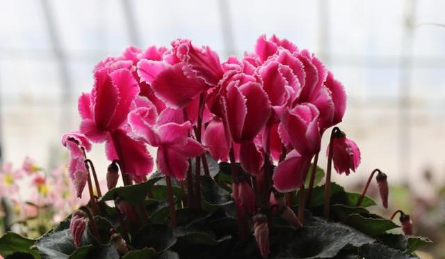 仙客来花老黄叶,仙客来每天黄叶