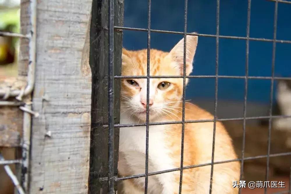 领养一只猫真的很难吗,领养很难