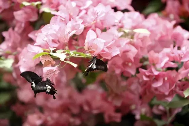 自由行吃喝攻略,旅行攻略之吃喝玩乐