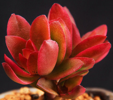 多肉只有几个瓣怎么养,推荐12款适合新手养的多肉