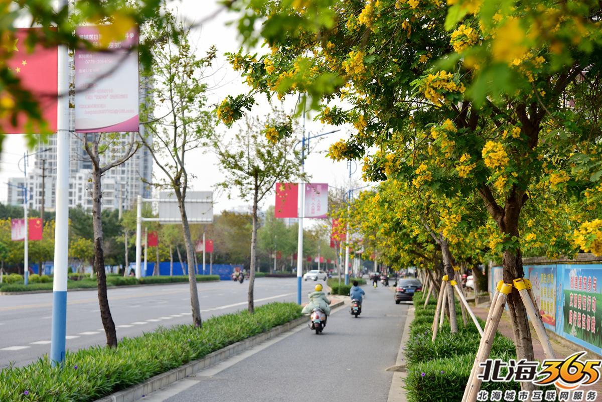 「多图」春天来了!北海街头的三角梅、黄花风铃开得好艳