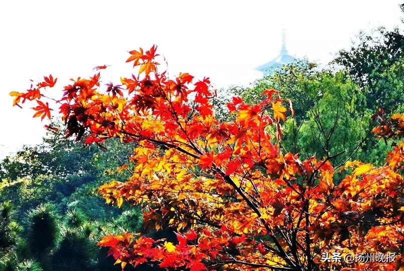 2018年冬天扬州赏花攻略,扬州11月秋景打卡地