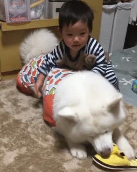 家里人都不同意养狗怎么办,想养狗怎么跟家里人说