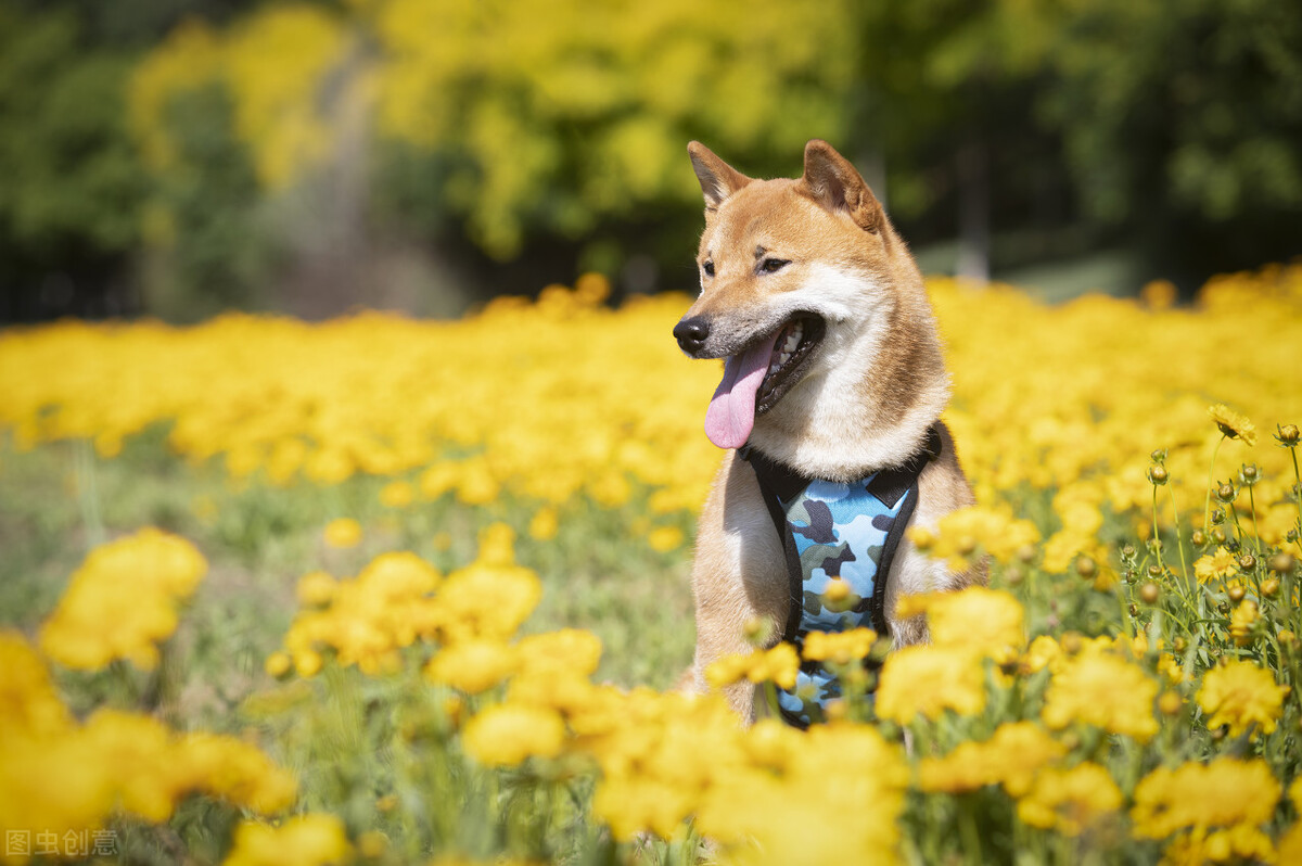 因表情包走红网络,网红柴犬表情包我只想拥有快乐