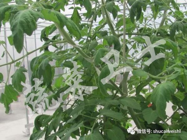 种的蔬菜卷叶是怎么回事,蔬菜的叶子有卷叶病怎么办