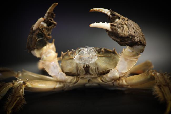 大闸蟹挑选小技巧和方法,大闸蟹怎么挑选最肥的