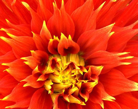 #情感诗文#原创《你若开心,我的爱便一如既往》