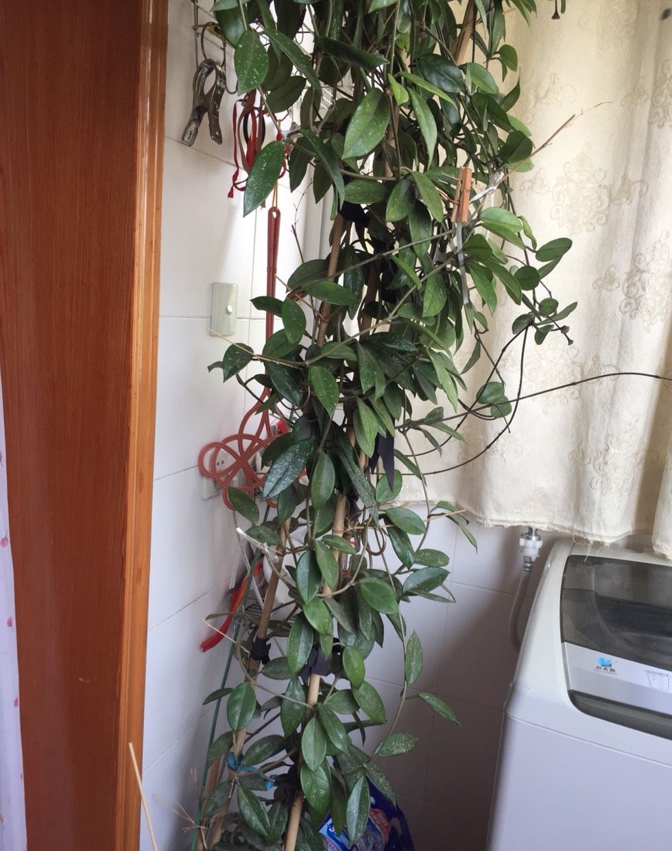 家里养兰实用技艺,如何养球兰能开花