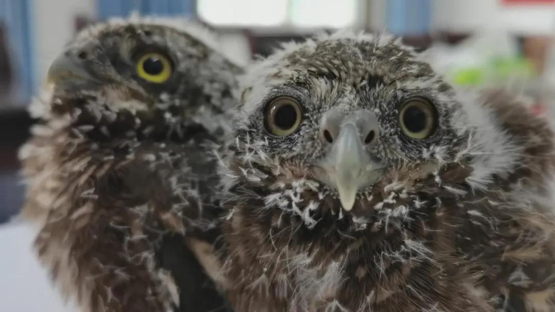 汉中洋县一农户突现四只小鸺鹠，奶爸奶妈上线饲养