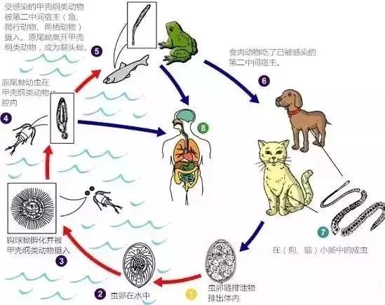 28岁小伙癫痫16年，脑子被虫吃了！竟因爸爸给他吃这个“大补”