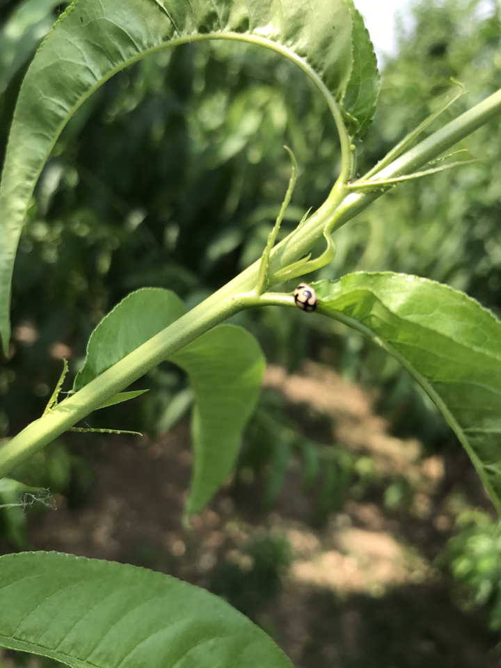 桃树蚜虫什么时间用药防治最好,桃树蚜虫从什么开始防治