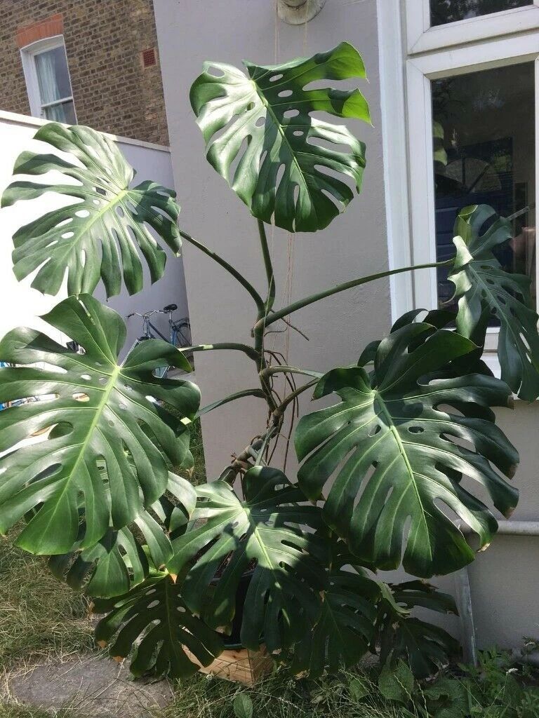 龟背竹一米高的多少钱一盆,几十块龟背竹