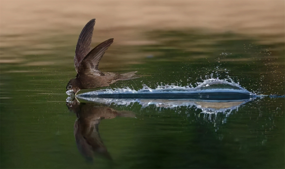一生飞行的燕子,一生边飞边睡