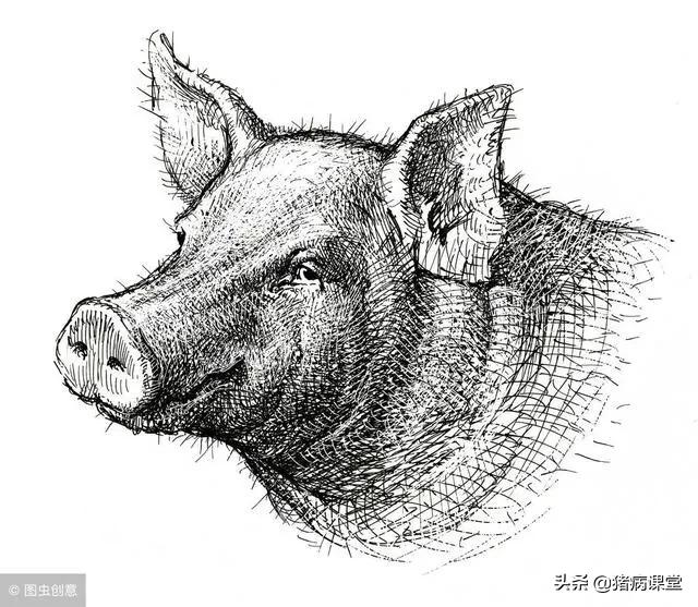 磺胺中毒后怎么治疗,磺胺间甲氧嘧啶钠中毒用什么解药