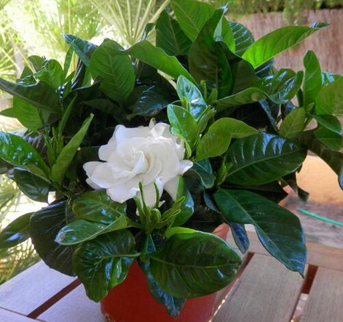 栀子花出现黄叶怎么办,栀子花黄叶怎么办小视频