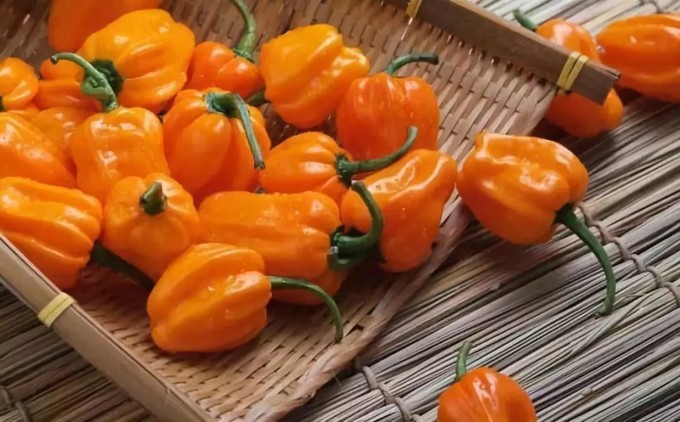 中国最辣的辣椒出自贵州吗,四川最辣的辣椒是什么