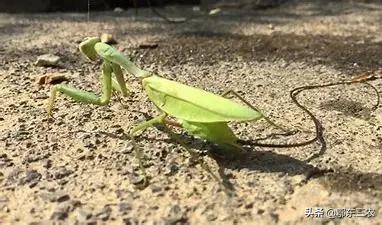 农村路上和水边看到会动的铁丝不要碰，对人真的有伤害呢？